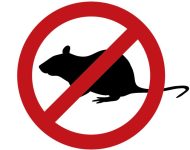 tikus